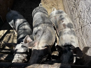 Vand Porci - imagine 2