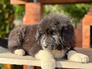 ciobanesc mascul - imagine 4