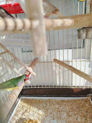 Vand pasari exotice - imagine 3