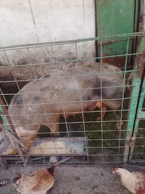 vând scroafă  - imagine 2