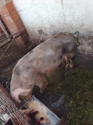 vând scroafă  - imagine 3