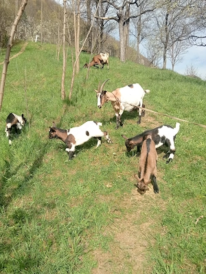 De vanzare 3 iedute In Viseu de Sus