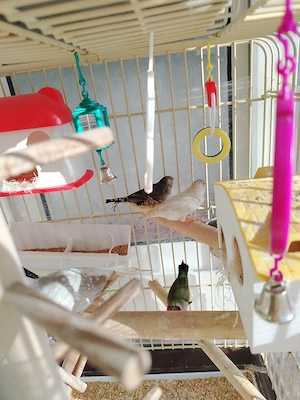 Vand pasari exotice - imagine 2