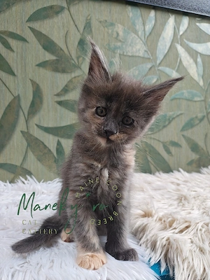 Pui Maine Coon cu pedigree