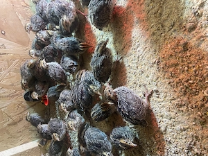 Pui de prepeliță și ouă 