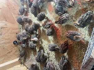 Pui de prepeliță și ouă  - imagine 2