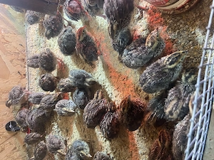 Pui de prepeliță și ouă  - imagine 3