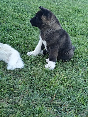 Vand cățelușa akita american 