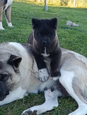 Vand cățelușa akita american  - imagine 2