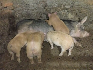 purcei de vinzare posibil si scroafa 