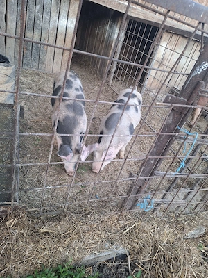 Porci de vanzare , 15 săptămâni 