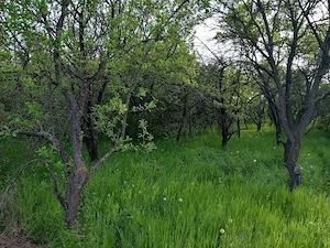 Vând Teren - imagine 4