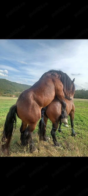 Manz de vanzare 7 luni