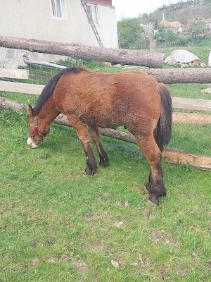 Manz de vanzare 7 luni - imagine 5