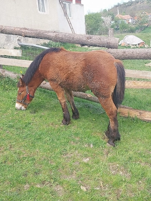 Manz de vanzare 7 luni - imagine 4