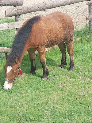 Manz de vanzare 7 luni - imagine 2