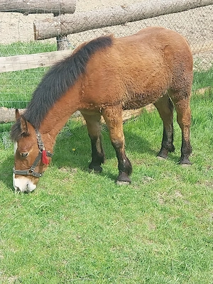 Manz de vanzare 7 luni - imagine 3