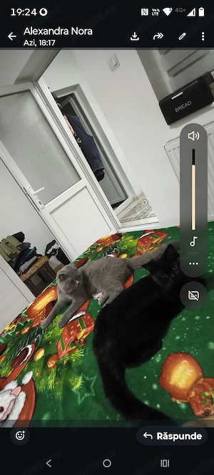 Pisoi British shorthair frumoși și sanatosi - imagine 5