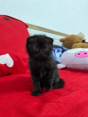 Pisoi British shorthair frumoși și sanatosi - imagine 4