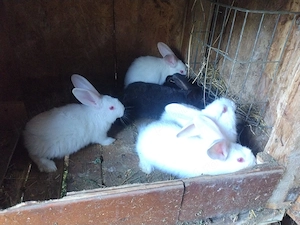 Vand 6 iepuri 5 sapt mn  50 lej bucat  mai múlté detale ín privát  - imagine 4