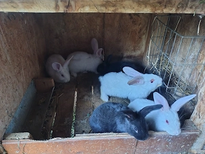 Vand 6 iepuri 5 sapt mn  50 lej bucat  mai múlté detale ín privát 