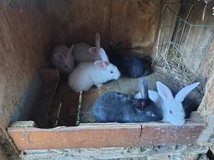 Vand 6 iepuri 5 sapt mn  50 lej bucat  mai múlté detale ín privát  - imagine 3