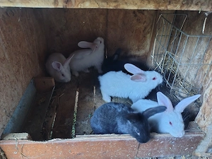 Vand 6 iepuri 5 sapt mn  50 lej bucat  mai múlté detale ín privát  - imagine 2