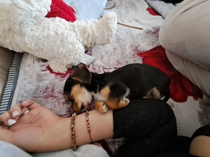 Vand fetita cu teckel si bichon  - imagine 2