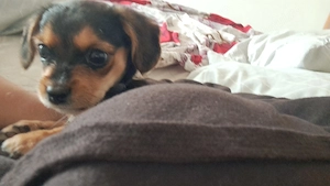 Vand fetita cu teckel si bichon  - imagine 5