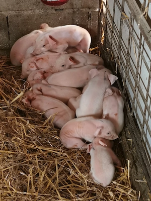 Scroafa cu purceii de vânzare 