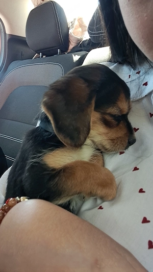 Vand fetita cu teckel si bichon  - imagine 4