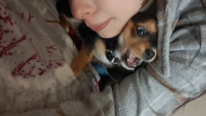 Vand fetita cu teckel si bichon  - imagine 3