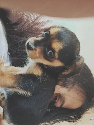 Vand fetita cu teckel si bichon 