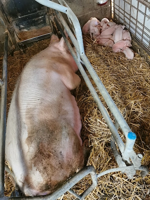 Scroafa cu purceii de vânzare  - imagine 2