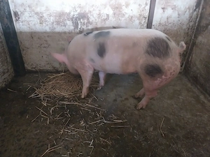 Scrofita petrean + belgian 