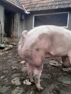 vând o  scroafă - imagine 2