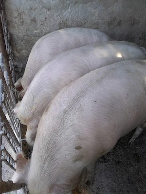 Porci de vânzare  - imagine 3