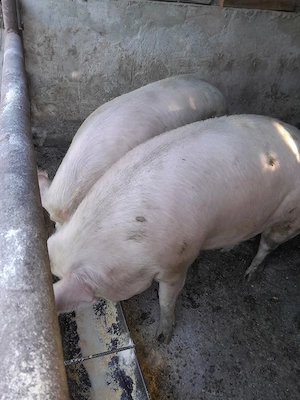 Porci de vânzare  - imagine 2