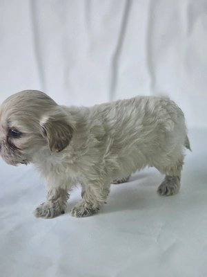 vand catel bichon havanez toy - imagine 2