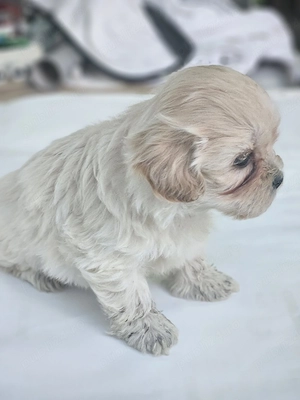 vand catel bichon havanez toy - imagine 4