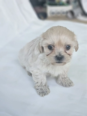 vand catel bichon havanez toy - imagine 3