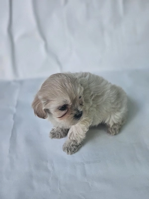 vand catel bichon havanez toy