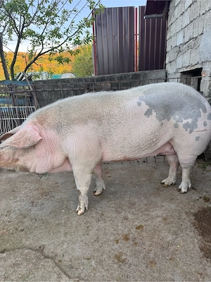 Porc De Vanzare
