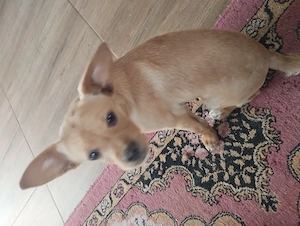 donez catel metis - imagine 2