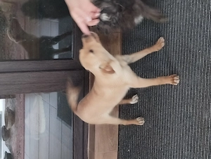 donez catel metis - imagine 3