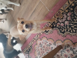 donez catel metis - imagine 4