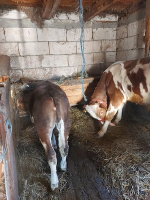 viței de vânzare  - imagine 3