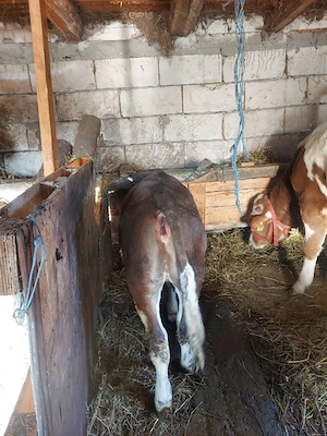 viței de vânzare  - imagine 2