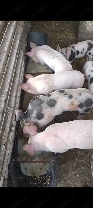 purcei de vanzare  - imagine 3