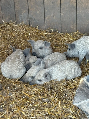 Vand purcei mangalita rasa pura, Peris Ilfov